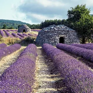 Le Cabanon Des Lavandes Entre Mont Ventoux Et Luberon Hébergement de vacances